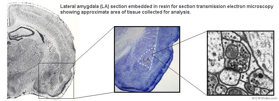 Cowansage KK, et al. Proc Natl Acad Sci U S A. 2013 Oct 8;110(41):16645-50