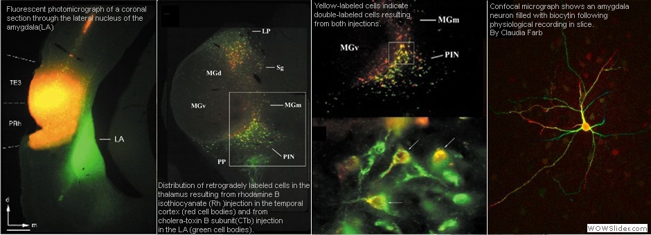 fluorscent_cell