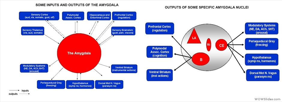 Joseph E. LeDoux (2008), Scholarpedia, 3(4):2698.