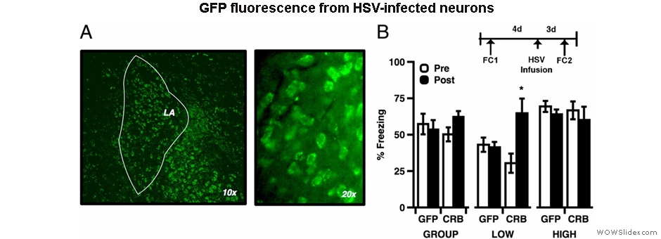 Cowansage_paper_GFP_cell