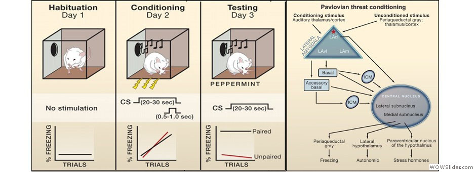 Cowansage KK, et al. Proc Natl Acad Sci U S A. 2013 Oct 8;110(41):16645-50