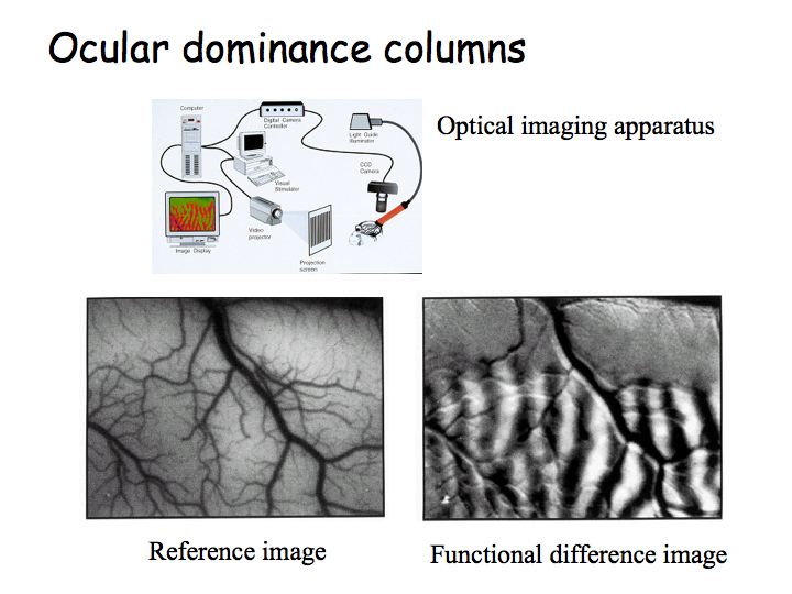 blank heart diagram blood flow. Blank Heart Diagram Blood Flow. lood andthe heart on; lood andthe heart on