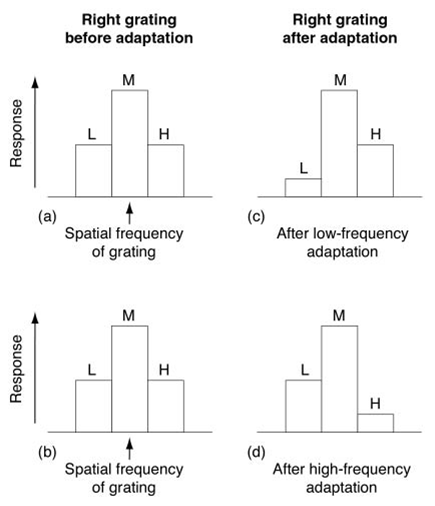 size aftereffect explanation