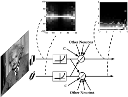 Image statistics and cortical normalization models