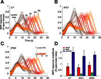 Schluppeck-JNeurosci2006