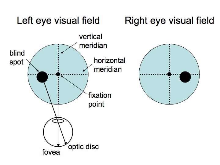 Visual Field Chart Interpretation