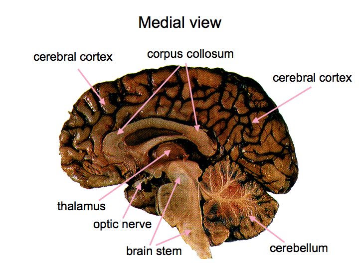 Perception Lecture Notes: The Brain