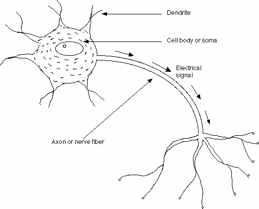 Picture of a neuron without labels