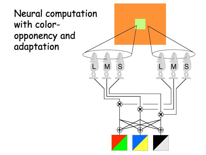 Perception Lecture Notes Color