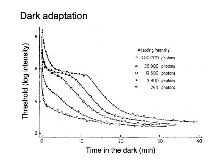 Perception Lecture Light/Dark Adaptation