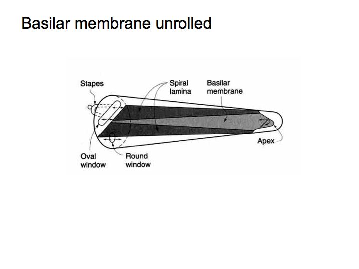 frequency theory of hearing