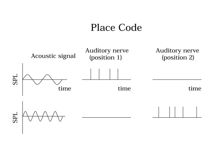 frequency theory of hearing