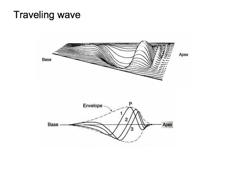 frequency theory of hearing