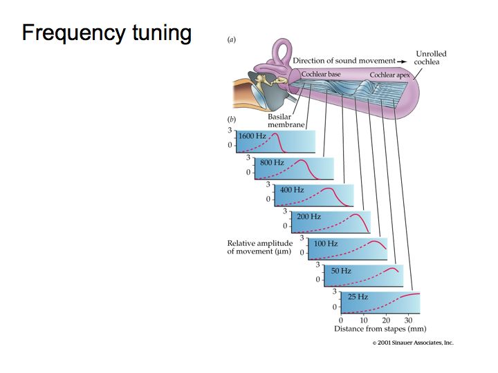 frequency theory of hearing