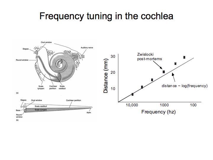 frequency theory of hearing