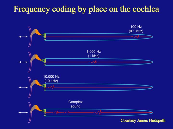 frequency theory of hearing