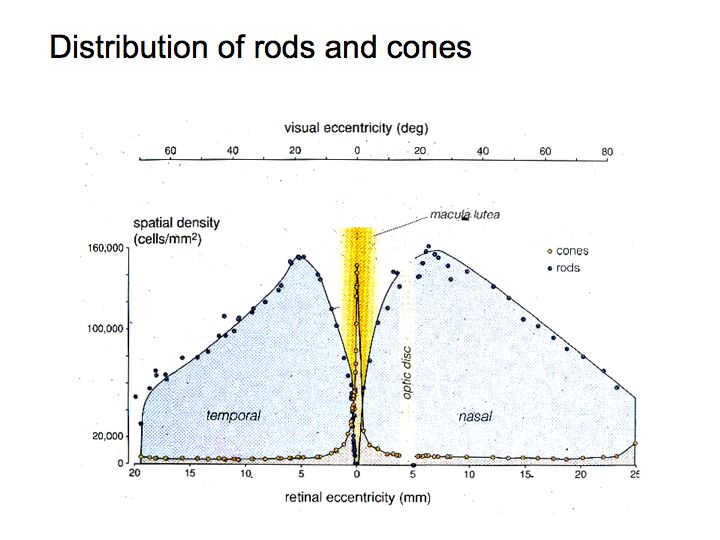 Isodensity map of the distribution of cones in bat retina. The map