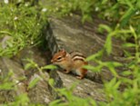 The resident chipmunk